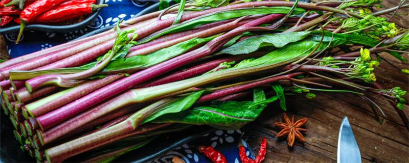 四九菜心什么时候播种