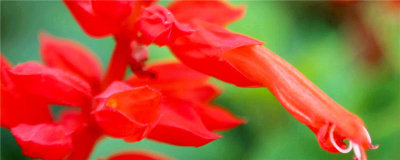 象牙红什么时候剪枝