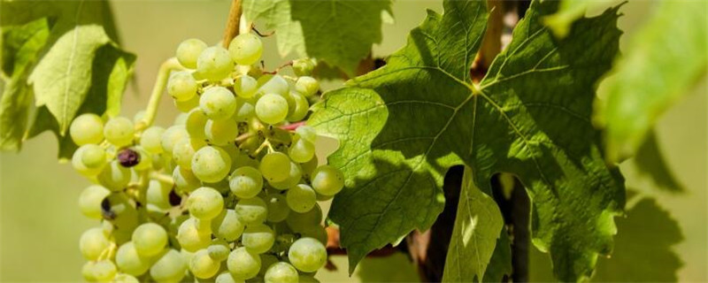 五月份葡萄如何管理