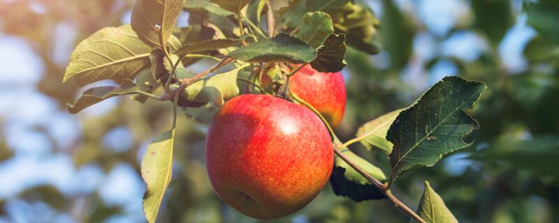 果树打药后几小时下雨没有影响