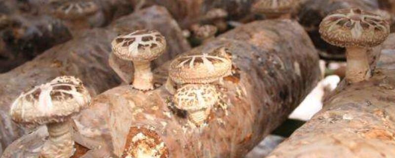 食用菌主要栽培模式
