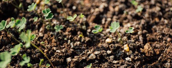 天然硼肥有哪些