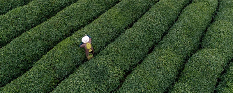 大理产什么茶