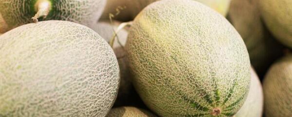 哈密瓜种植时间和方法和气温