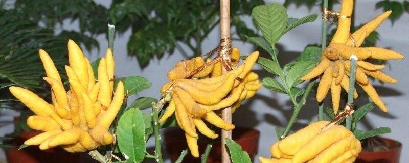 佛手多久挂果