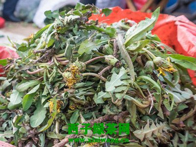 婆婆丁花的功效与作用 婆婆丁花怎么晒干