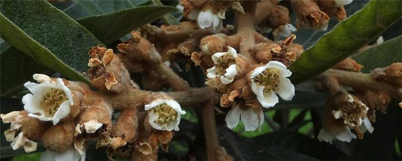 枇杷几月开花