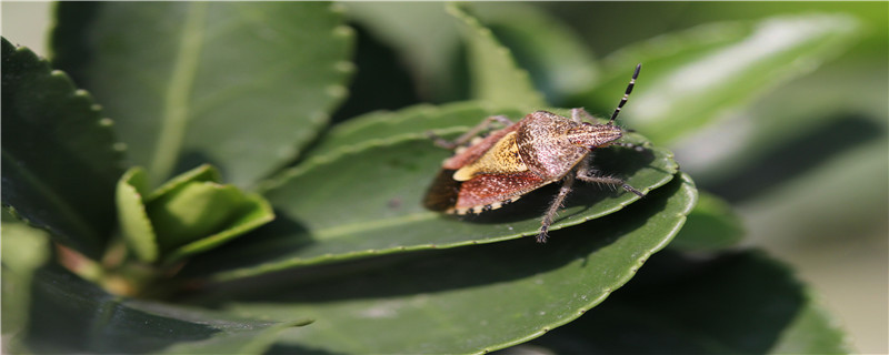 吸血臭虫用什么药杀