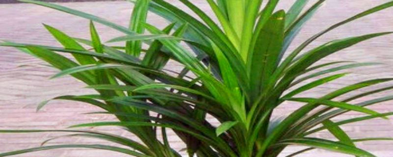 斑斓叶种植方法