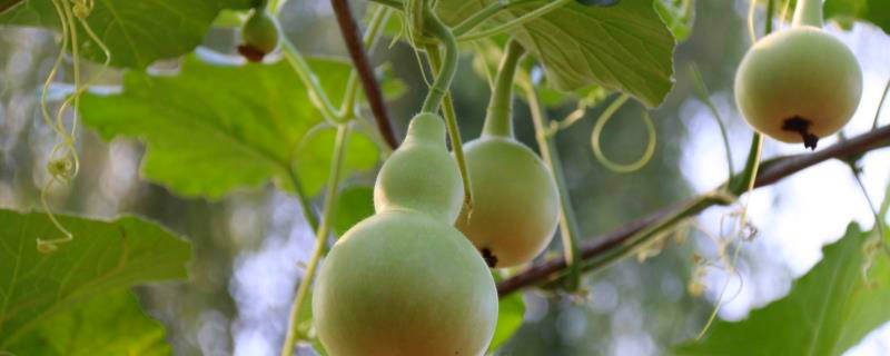 葫芦加工工艺流程