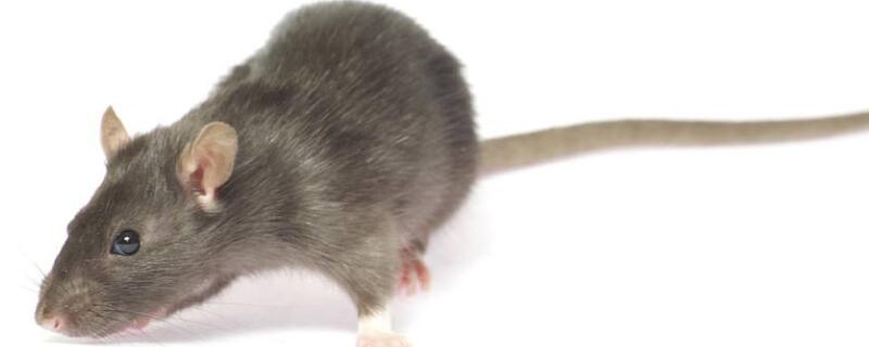 耗子怕什么气味