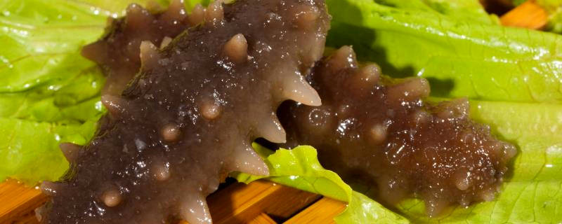 海黄瓜与海参的区别