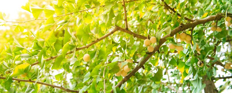 白果是种子还是果实