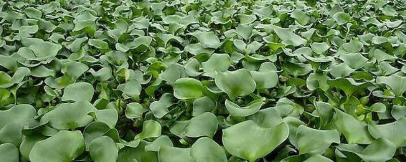 水葫芦是什么科植物