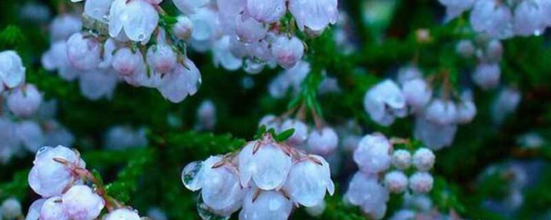 欧石楠怎么浇水