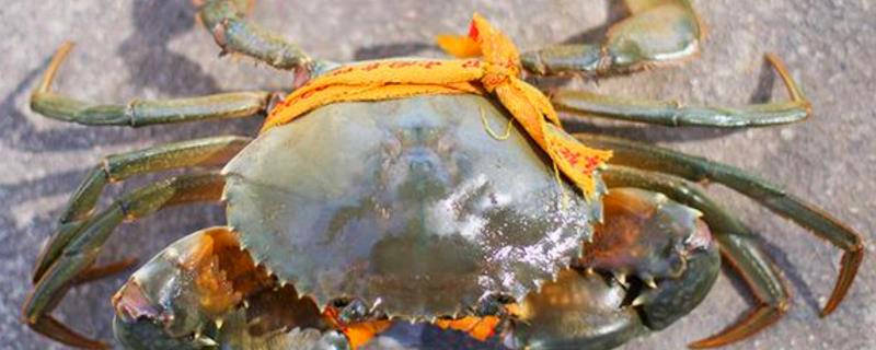 红膏鲟和青蟹的区别