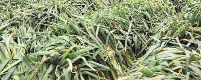 鞍山秋菜上市时间