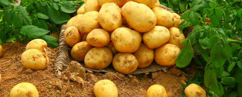 黑色地膜土豆种植技术