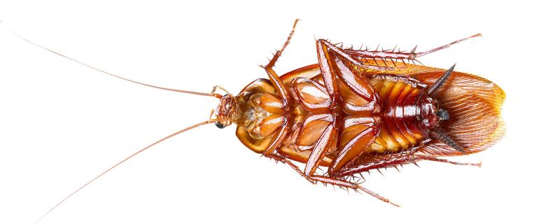 蟑螂怕什么植物盆栽