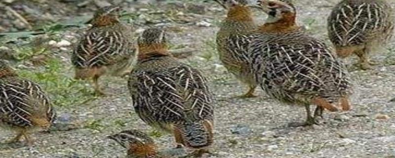 鹌鹑能飞吗