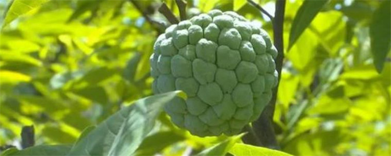 林檎果和释迦的区别