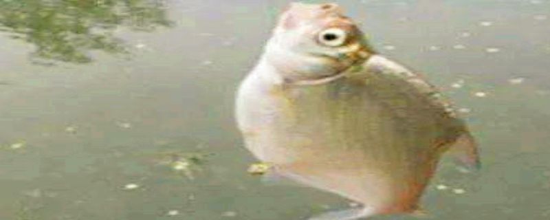 大眼鳊鱼怎么钓