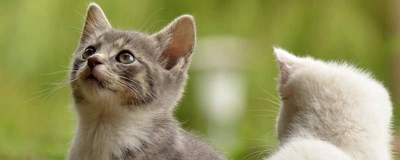 野猫怎么过冬