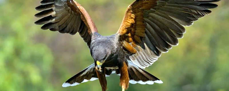 鹫鹰吃什么