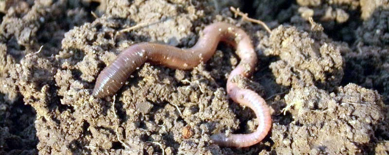 家庭杀蚯蚓用什么药