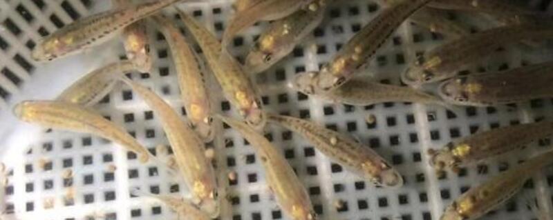 加州鲈鱼养殖1斤成本