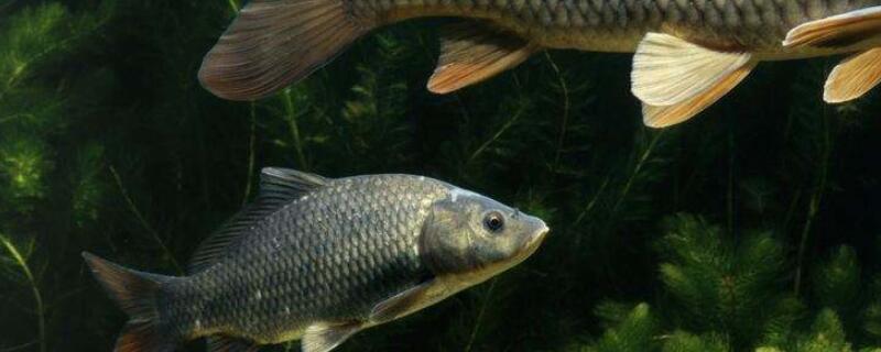 锦鲤和什么鱼混养好