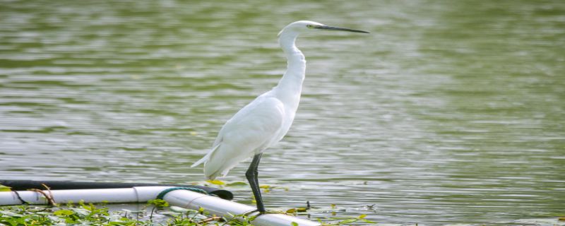 白鹭最怕什么