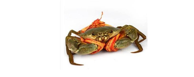 三门青蟹是海蟹还是河蟹