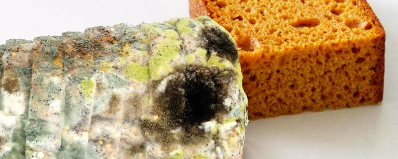 黑根霉和黑曲霉的区别