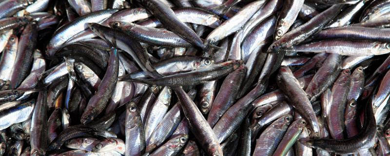 尖沙鱼是淡水鱼吗