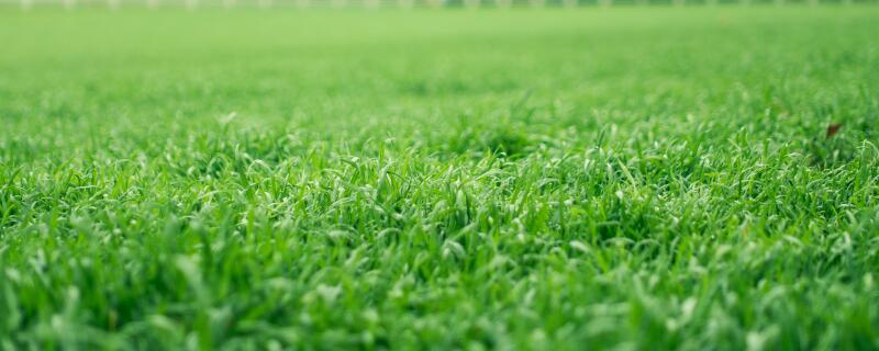 草坪植物是什么科