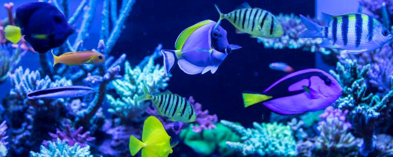 海水鱼品种介绍