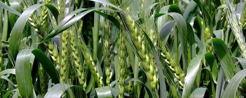 金禾9123麦种介绍