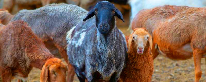 黑山羊和白山羊的区别