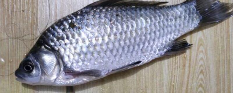 鲫鱼喜欢什么光