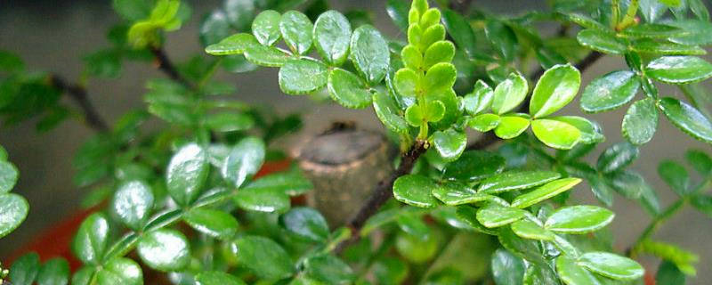 花椒叶怎么晒干