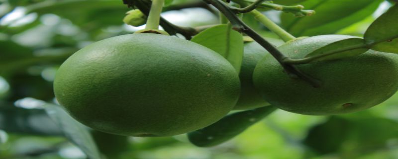 柚子的产地