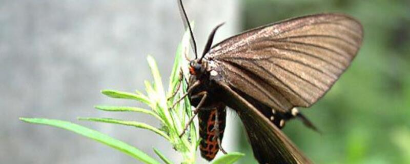 房间有飞蛾怎么驱赶