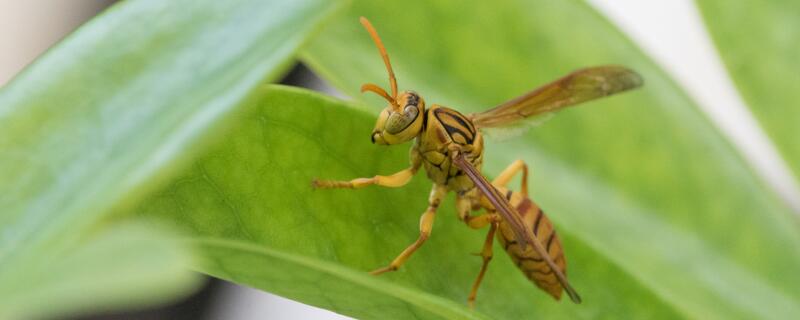 马蜂怎么过冬呢
