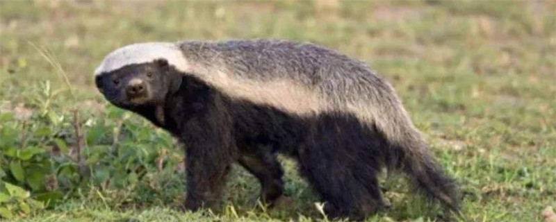 蜜獾为什么濒危