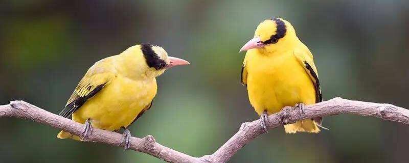 黄鹂鸟怎么过冬