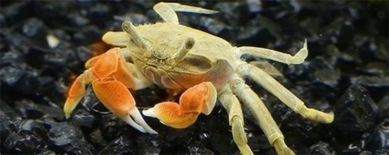 迷你辣椒蟹吃什么