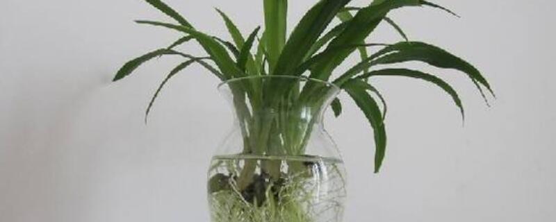 水养吊兰怎么施肥