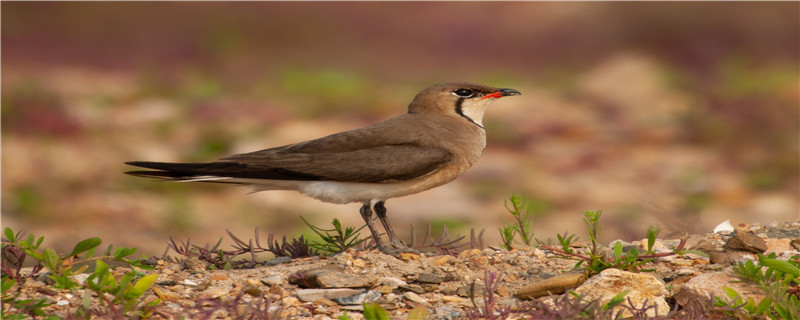 鱼鳞燕鸟吃什么食