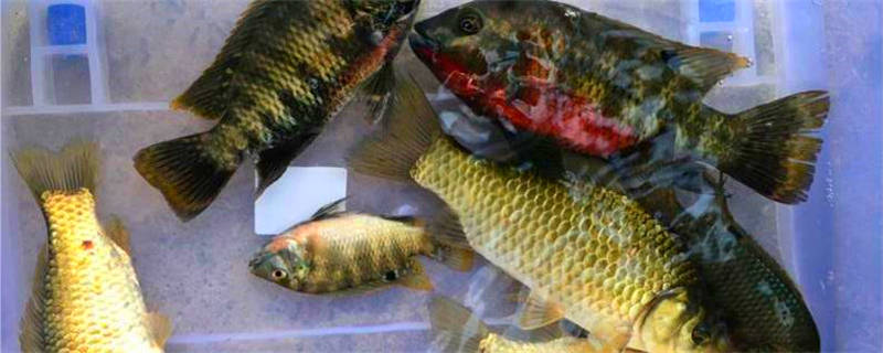 吉利慈鲷和罗非鱼区别